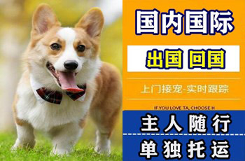 滁州市宠物托运公司滁州市宠物托运公司滁州市宠物托运公司