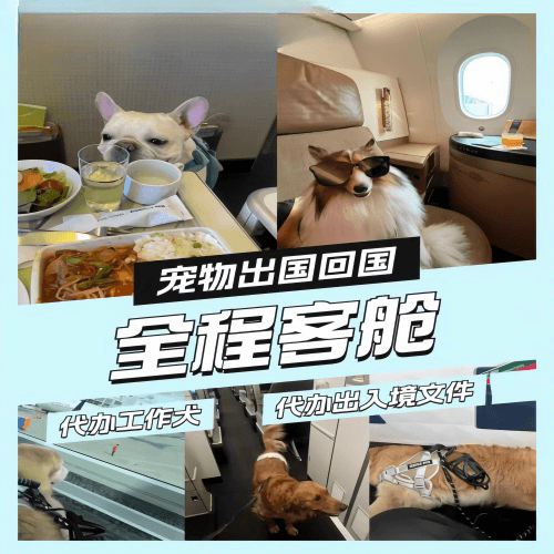 滁州市宠物托运到白俄罗斯宠物入境规定和要求