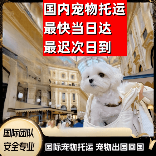 滁州市到澳大利亚（澳洲）宠物入境规定和要求